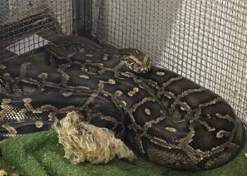 PF e IBAMA apreendem animais silvestres e exóticos em Santa Luzia (MG)