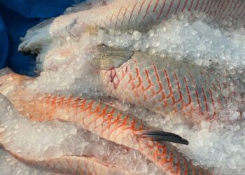 Projeto do governo de RO é reconhecido em Brasília como modelo no controle do Pirarucu invasor