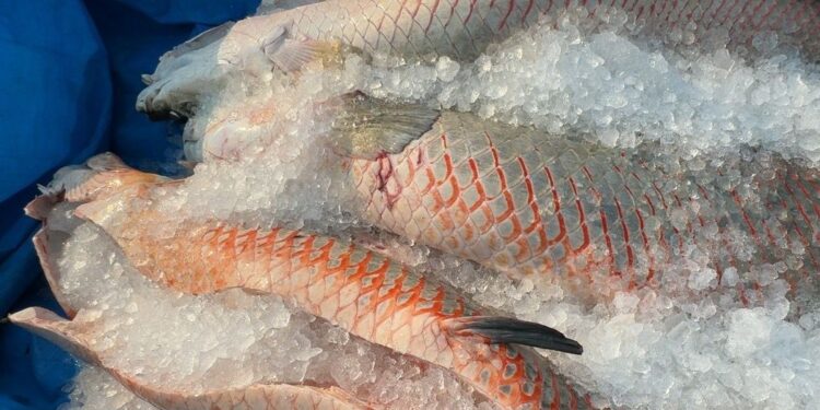 Projeto do governo de RO é reconhecido em Brasília como modelo no controle do Pirarucu invasor