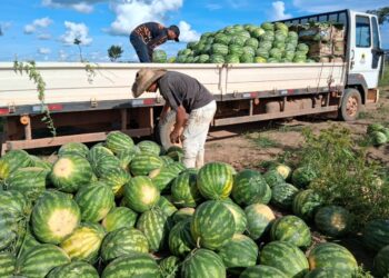 Mais de 136 toneladas de alimentos são transportados pela Prefeitura em apoio aos produtores rurais de Porto Velho