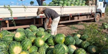 Mais de 136 toneladas de alimentos são transportados pela Prefeitura em apoio aos produtores rurais de Porto Velho