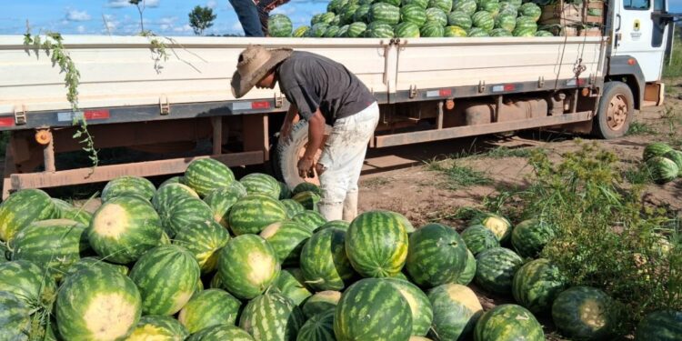 Mais de 136 toneladas de alimentos são transportados pela Prefeitura em apoio aos produtores rurais de Porto Velho