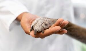 Estudo revela que dois terços dos veterinários brasileiros estão se especializando