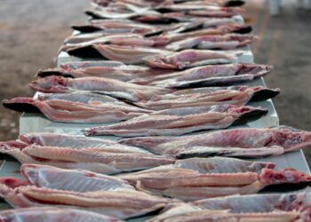 Em 5 meses, exportação do tambaqui de Rondônia já supera 2024