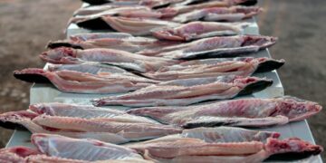 Em 5 meses, exportação do tambaqui de Rondônia já supera 2024