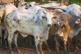 Atuação do governo de RO fortalece a pecuária; estado é líder em exportação de carne na Região Norte