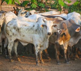 Atuação do governo de RO fortalece a pecuária; estado é líder em exportação de carne na Região Norte