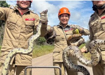 Jiboias em acasalamento são resgatadas – VEJA O VÍDEO
