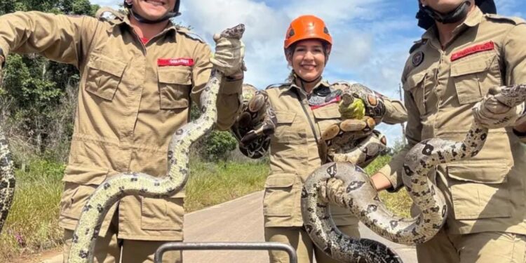 Jiboias em acasalamento são resgatadas – VEJA O VÍDEO