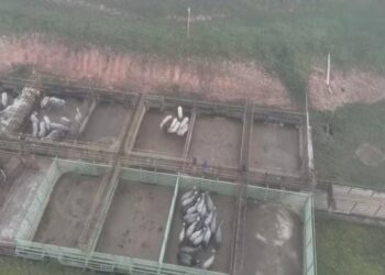 ICMBio confirma perda de 85 bois após invasão a frigorífico; restante do gado foi recuperado