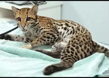 Jaguatirica ferida é resgatada pela PRF em Ji-Paraná e recebe cuidados da Associação Amparo Animal