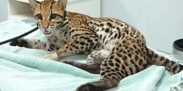 Jaguatirica ferida é resgatada pela PRF em Ji-Paraná e recebe cuidados da Associação Amparo Animal