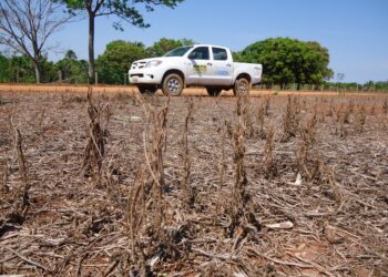 Governo do estado informa sobre o início do vazio sanitário da soja em Rondônia