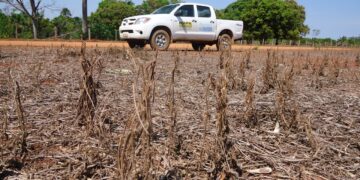 Governo do estado informa sobre o início do vazio sanitário da soja em Rondônia
