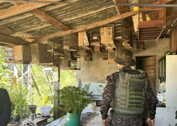 Operação Meio Ambiente: Ação integrada resgata 24 aves silvestres mantidas em cativeiro ilegal em Machadinho d’Oeste