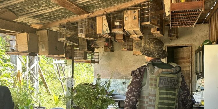 Operação Meio Ambiente: Ação integrada resgata 24 aves silvestres mantidas em cativeiro ilegal em Machadinho d’Oeste