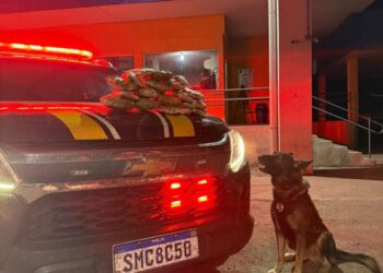 PRF apreende 4 Kg de skunk em ônibus com auxílio de cães farejadores