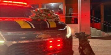 PRF apreende 4 Kg de skunk em ônibus com auxílio de cães farejadores