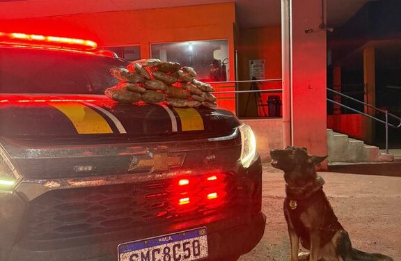 PRF apreende 4 Kg de skunk em ônibus com auxílio de cães farejadores