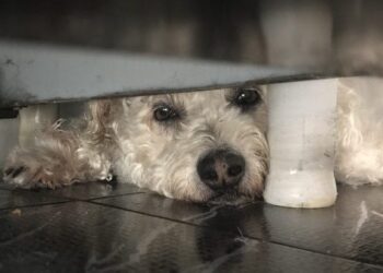 Nova lei proíbe tatuagens e piercing com fins estéticos em cães e gatos