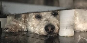 Nova lei proíbe tatuagens e piercing com fins estéticos em cães e gatos