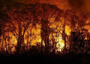 Câmara aprova punição maior para quem provocar incêndio em florestas