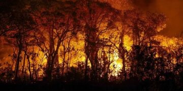 Câmara aprova punição maior para quem provocar incêndio em florestas
