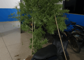 Suspeito de tráfico é preso com drogas, dinheiro e pé de maconha durante operação da PM