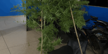Suspeito de tráfico é preso com drogas, dinheiro e pé de maconha durante operação da PM