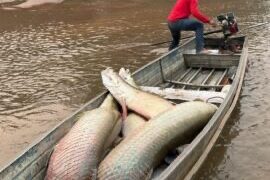 Rondônia fortalece combate ao pirarucu invasor com capacitação técnica na Amazônia