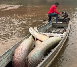 Rondônia fortalece combate ao pirarucu invasor com capacitação técnica na Amazônia