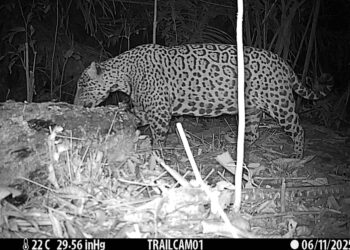 “Onça-pintada é flagrada em área de restauração na Floresta Nacional do Bom Futuro, em Porto Velho