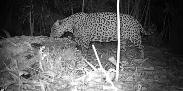 “Onça-pintada é flagrada em área de restauração na Floresta Nacional do Bom Futuro, em Porto Velho