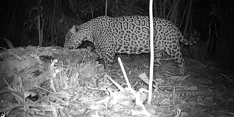 “Onça-pintada é flagrada em área de restauração na Floresta Nacional do Bom Futuro, em Porto Velho