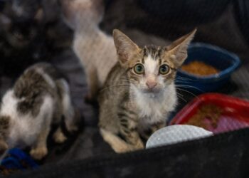 Prefeitura de Porto Velho anuncia maior investimento da história em proteção animal