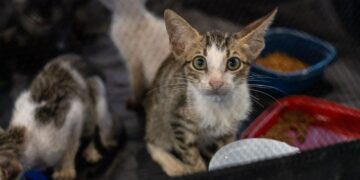 Prefeitura de Porto Velho anuncia maior investimento da história em proteção animal