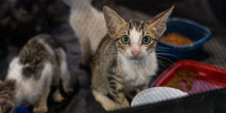 Prefeitura de Porto Velho anuncia maior investimento da história em proteção animal