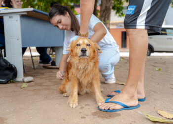 Prefeitura de Porto Velho facilita agendamento de vacinação através do sistema Vacinação Pet