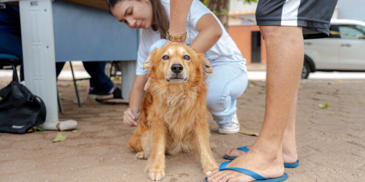 Prefeitura de Porto Velho facilita agendamento de vacinação através do sistema Vacinação Pet