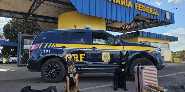 PRF prende duas mulheres com quase 30 kg de maconha na BR-060