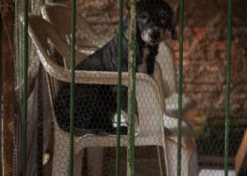 Prefeitura de Porto Velho fortalece os canais de atendimento para receber denúncias de maus-tratos aos animais