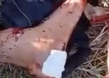 Homem é atacado por jacaré durante pescaria em Sena Madureira