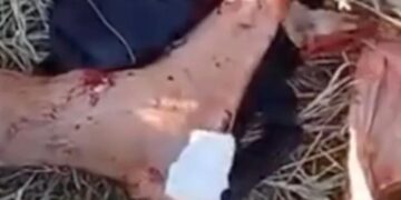 Homem é atacado por jacaré durante pescaria em Sena Madureira