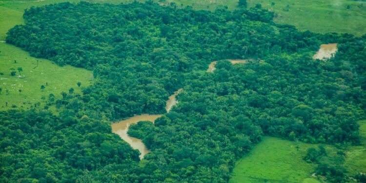Rondônia tem redução de 35% na taxa de desmatamento entre o período de agosto de 2024 a julho de 2025
