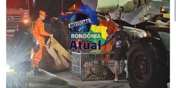 Onça Pintada vista rondando condomínio de Luxo é capturada em Ji-paraná