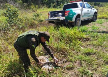 Onça-pintada é encontrada morta às margens da BR-435, entre Vilhena e Colorado do Oeste