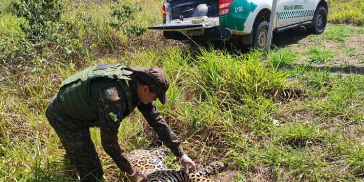 Onça-pintada é encontrada morta às margens da BR-435, entre Vilhena e Colorado do Oeste