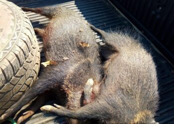Operação Verde Rondônia flagra caça ilegal e porte de arma de fogo em área de floresta nativa