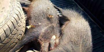 Operação Verde Rondônia flagra caça ilegal e porte de arma de fogo em área de floresta nativa