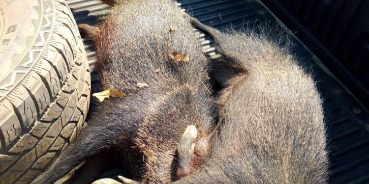 Operação Verde Rondônia flagra caça ilegal e porte de arma de fogo em área de floresta nativa